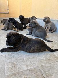 Cuccioli Cane Corso