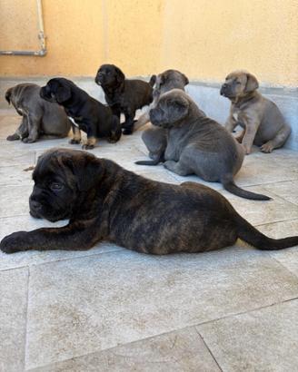 Cuccioli Cane Corso