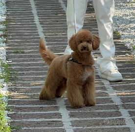 Barboncino maschio per monta