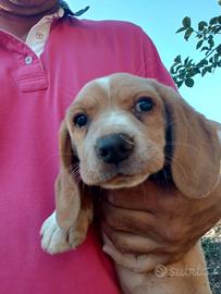 Cucciola di Beagle