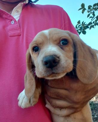 Cucciola di Beagle