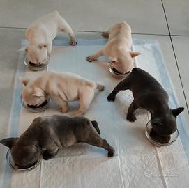 Cuccioli di Bulldog Francese -colori esotici