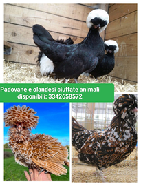 Galline galli pulcini