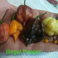 Carolina Reaper, Trinidad, 7 Pot