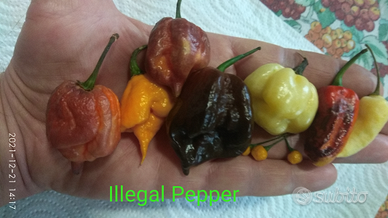 Carolina Reaper, Trinidad, 7 Pot