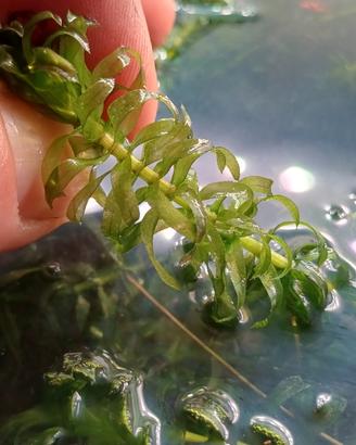 Egeria densa