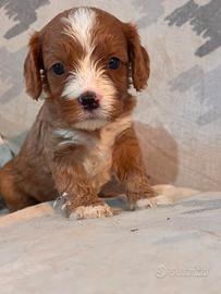 Cuccioli di CavaPoo