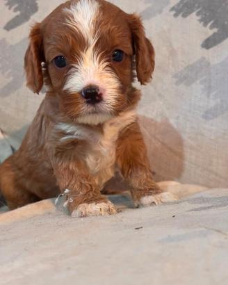 Cuccioli di CavaPoo