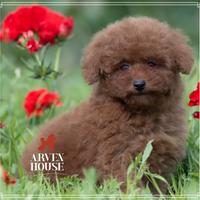 Cuccioli rossi di barboncino toy