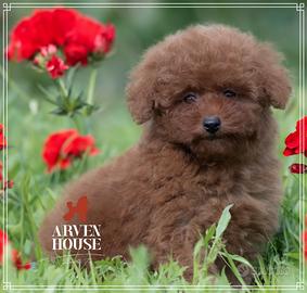 Cuccioli rossi di barboncino toy