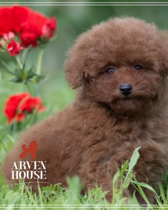 Cuccioli rossi di barboncino toy