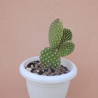 Opuntia microdasys ficodindia - vaso Ø18 cm