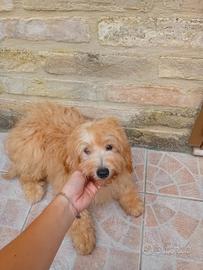 Maltipoo