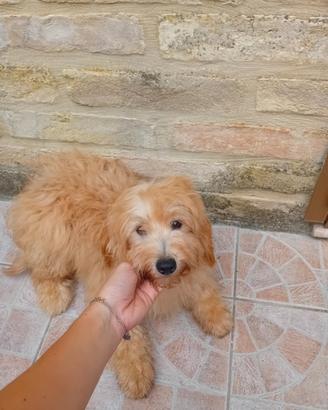 Maltipoo