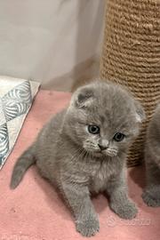 Scottish fold