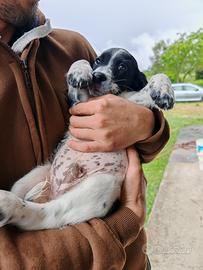 Cucciolo di breton bianco e nero