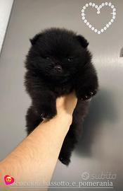 Volpino pomerania spitz Toy MASCHIETTO Nero Pedigr
