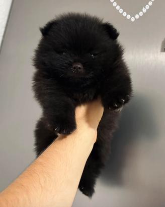 Volpino pomerania spitz Toy MASCHIETTO Nero Pedigr