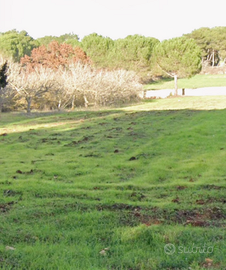 Terreno di 5000 mq con casa di 160 mq zona Cernera