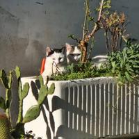 Gatti come da foto