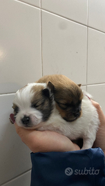 ULTIMI DUE Cuccioli Di Volpino