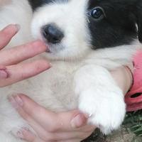 Cuccioli di border collie