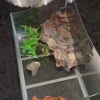 Terrario x tartarughe