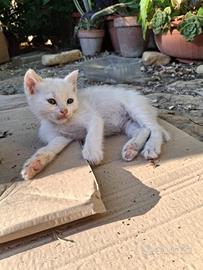 Cucciola gatto d'angora