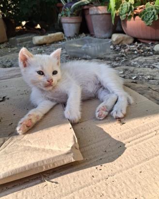 Cucciola gatto d'angora