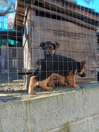 Cuccioli di pastore tedesco