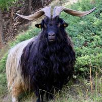 Capre vallesane