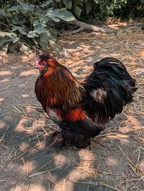 Gallo cocincina