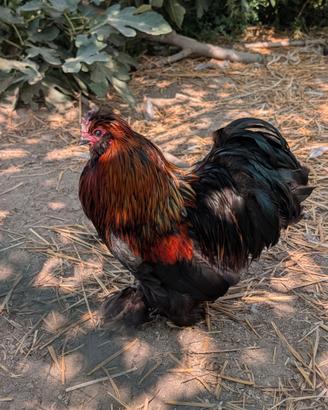 Gallo cocincina