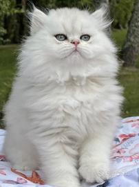 Incerca di gattina british long hair