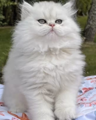 Incerca di gattina british long hair