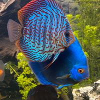 Pesci discus