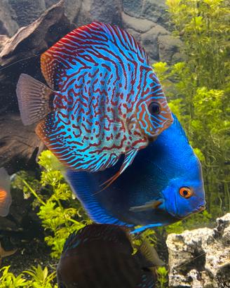 Pesci discus