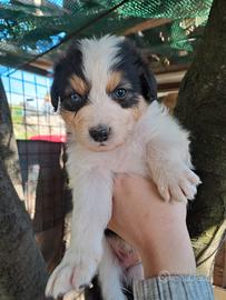 Cuccioli di pastore australiano