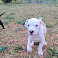 Pitbull