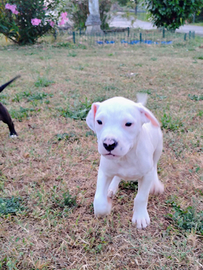 Pitbull