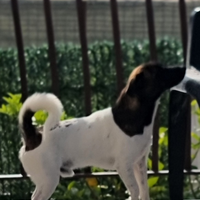 Jack rassel per monta