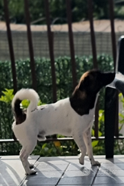 Jack rassel per monta