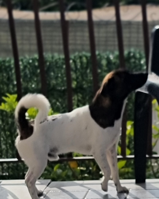 Jack rassel per monta