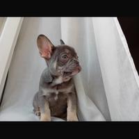 Bulldog francese esotico