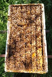 Nuclei di api con regina 2025