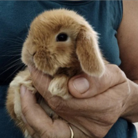 Conigli nani ARIETE e altre razze