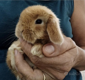 Conigli nani ARIETE e altre razze