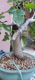 Bonsai di fico