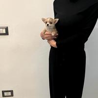 Chihuahua mini toy bianco / beige disponibile
