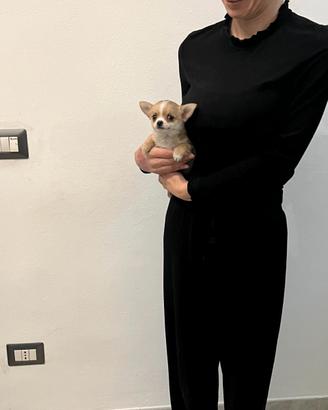 Chihuahua mini toy bianco / beige disponibile